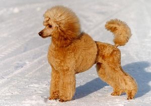 01-922-pudel-mellan-aprikos