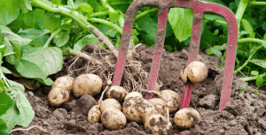 Elmia_odla__inspirationspuff