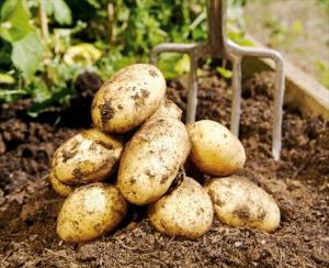 potatis-1