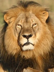 635738838579827895-AP-Zimbabwe-Lion-Killed-001